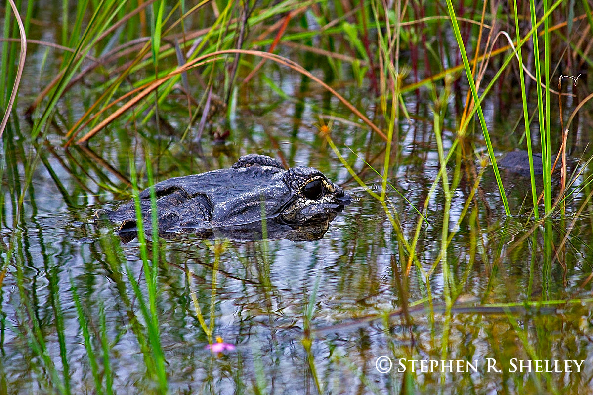 Alligator Hiding in Grass